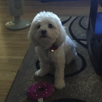 Wags Doggie Salon - Luna loves Sue - Pet Groomers Near Me - Upland, California
