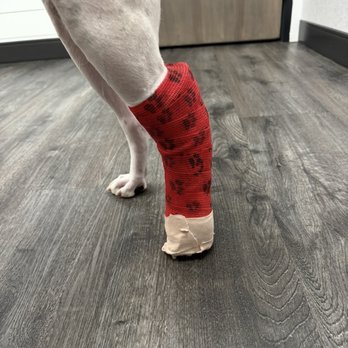 Ashcroft Pet Resort - Cast #2! It was very frustrating trying to keep a high energy dog calm for weeks, and $$$ getting the cast redone when the first slipped. - Pet Sitting Near Me - Ft. Collins, Colorado