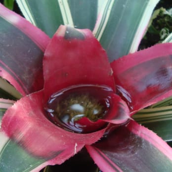 Allan Gardens - Parks Near Me - Toronto, Ontario Allan Gardens - Parks Near Me - Toronto, Ontario