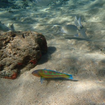 Poipu Beach - Snorkeling right off shore - Beaches Near Me - Koloa, Hawaii Poipu Beach - Snorkeling right off shore - Beaches Near Me - Koloa, Hawaii