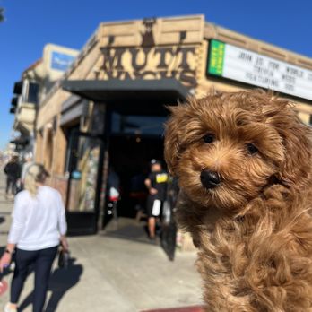 Mutt Lynch's - Pubs Near Me - Newport Beach, California Mutt Lynch's - Pubs Near Me - Newport Beach, California