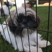 PUPPIES AND REPTILES FOR PARTIES - 144 Photos & 127 Reviews - Torrance