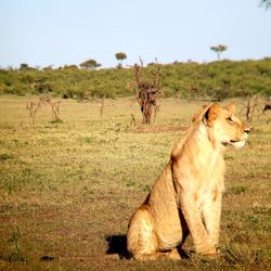 AfricanMecca Safaris