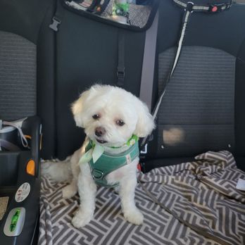 Petrichor Pet Salon - Pet Groomers Near Me - Irvine, California