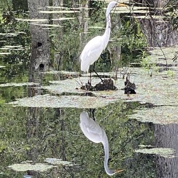 Cypress Gardens - Egret - Parks Near Me - Moncks Corner, South Carolina Cypress Gardens - Egret - Parks Near Me - Moncks Corner, South Carolina