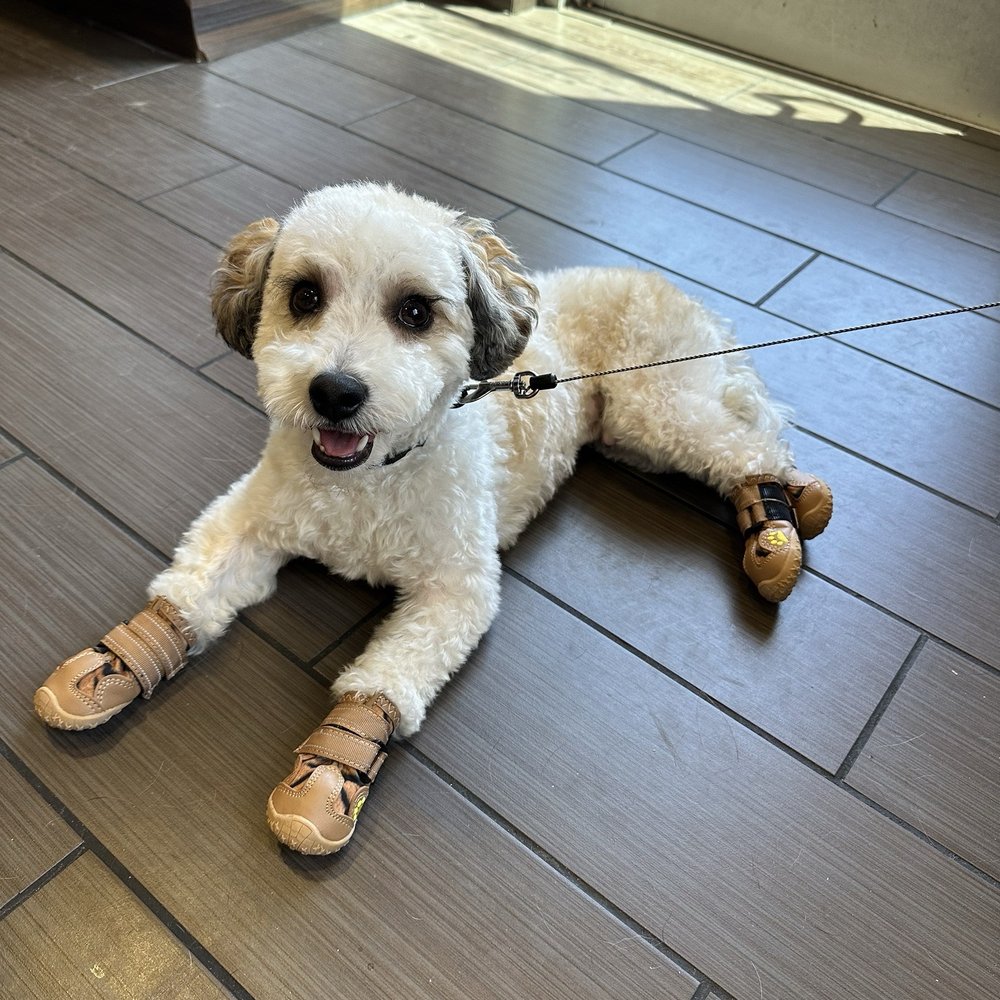 Royalty Pet Spa - Pet Groomers Near Me - Las Vegas, Nevada Royalty Pet Spa - Pet Groomers Near Me - Las Vegas, Nevada