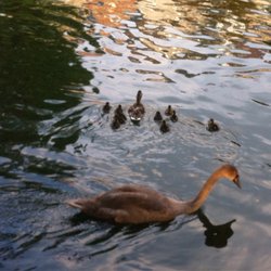 Etangs d'Ixelles