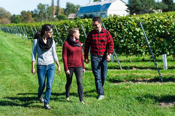 Ste-Pétronille - Winery & Cidery by null