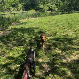My dog playing with another. My dog playing with another.