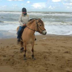 Stalhouderij Het Fjordenpaard - Includes picture moment!