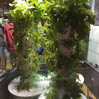 Orbit Cafe - They grow their own salad greens! - Pizza Near Me - Merritt Island, Florida