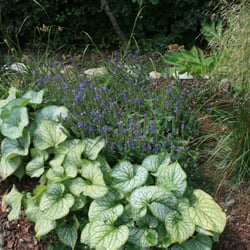 Cottage Garden