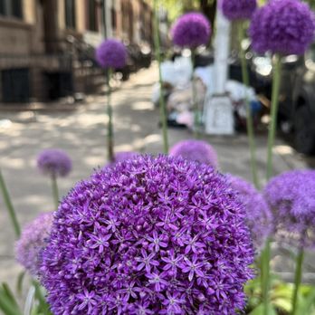 Dean Playground - Allium - Playgrounds Near Me - Brooklyn, New York Dean Playground - Allium - Playgrounds Near Me - Brooklyn, New York