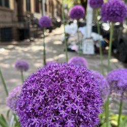 Dean Playground - Allium