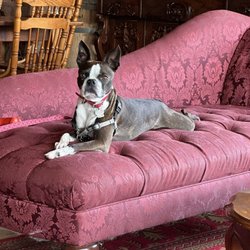 Karlo Estate Winery - Margot just waiting while we taste a few wines