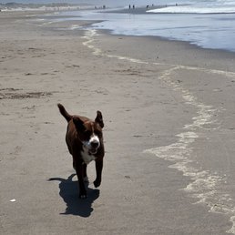 Kona running at the Oregon Coast off-leash. Kona running at the Oregon Coast off-leash.