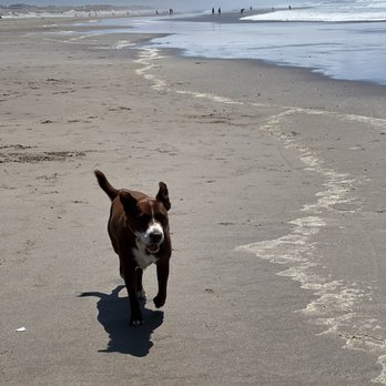 Leaps N Bounds K9 - Kona running at the Oregon Coast off-leash. - Pet Training Near Me Leaps N Bounds K9 - Kona running at the Oregon Coast off-leash. - Pet Training Near Me
