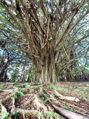 Wailuku River State Park by null