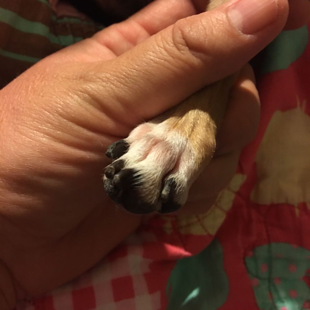 4 Dogs Grooming - See short! - Pet Groomers Near Me - Torrance, California 4 Dogs Grooming - See short! - Pet Groomers Near Me - Torrance, California
