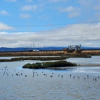 Dumbarton Bridge Vista Point and Trail - Waterbirds - Hiking Near Me - Menlo Park, California