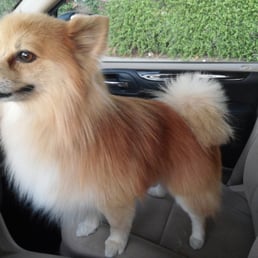 Our loveable runt after a quick visit for a lite trim and bath Our loveable runt after a quick visit for a lite trim and bath