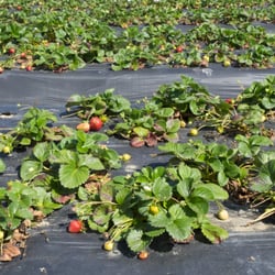 Williamson Produce - Strawberry plants.