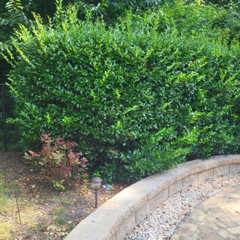 Site Prep And Hauling - Before pictures of bushes that were way overgrown - Handyman Near Me Site Prep And Hauling - Before pictures of bushes that were way overgrown - Handyman Near Me