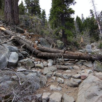 Eagle Lake - top of the tree is 5 feet above the ground.  Tight squeeze crawling under the tree - Hiking Near Me