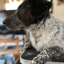 Cady Falls Grooming - He was so relaxed that he laid down on the table