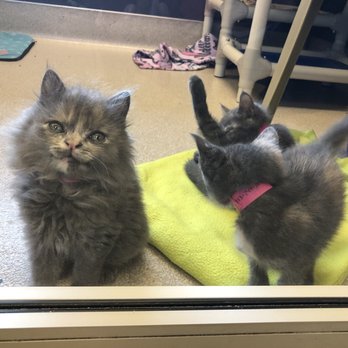Auburn Valley Humane Society - Animal Shelters Near Me - Auburn, Washington