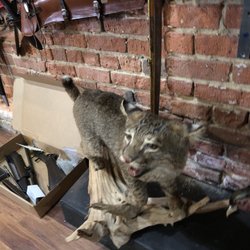 House Of Lords Firearms - Stuffed Bobcat
