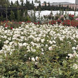 Javier's Nursery - Ice berg roses
