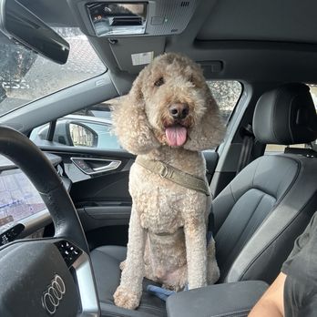 West Coast Grooming Academy - Benito looking handsome thanks to Andrew and the team. - Pet Groomers Near Me - Arcadia, California West Coast Grooming Academy - Benito looking handsome thanks to Andrew and the team. - Pet Groomers Near Me - Arcadia, California