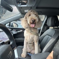 West Coast Grooming Academy - Benito looking handsome thanks to Andrew and the team.