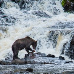 Bear Creek Outfitters