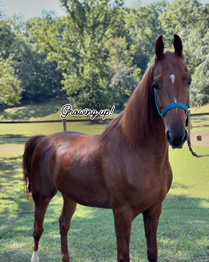 Stepping Stone Farm - equestrian in Chelsea, AL
