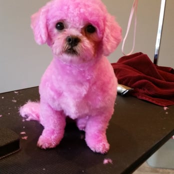 Pawsh Pets Salon - Pet Groomers Near Me - Maple Plain, Minnesota Pawsh Pets Salon - Pet Groomers Near Me - Maple Plain, Minnesota