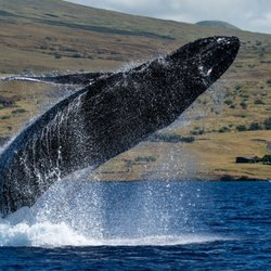 Captain Chad's Charters - Our whale breech! He was magnificent!
*This photo is watermarked and not to be used outside of this review unless given permission.