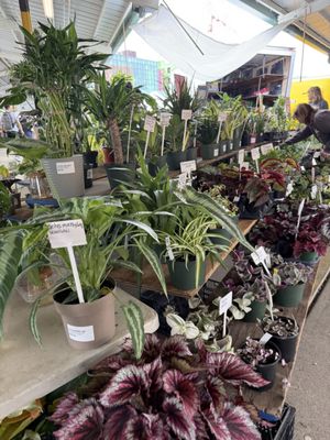 Ann Arbor Farmers Market by null