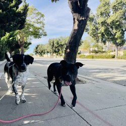 Coastal K9 Dog Walking & Pet Services