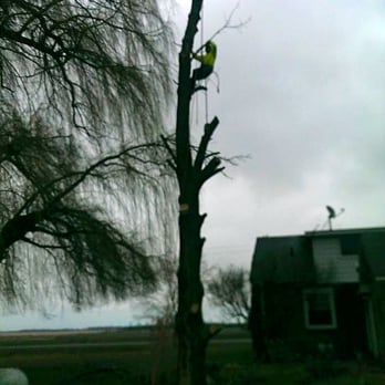 Top Tree Care - Tree Services Near Me - Waterford, Michigan Top Tree Care - Tree Services Near Me - Waterford, Michigan