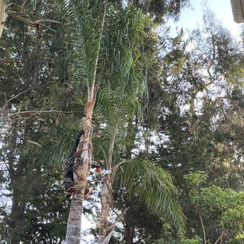 My Tree Experts - Tree Services Near Me