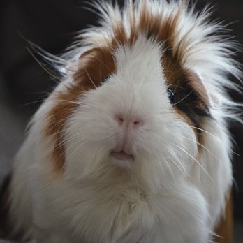 Fetch! Pet Care - Hamster care - Pet Sitting Near Me Fetch! Pet Care - Hamster care - Pet Sitting Near Me