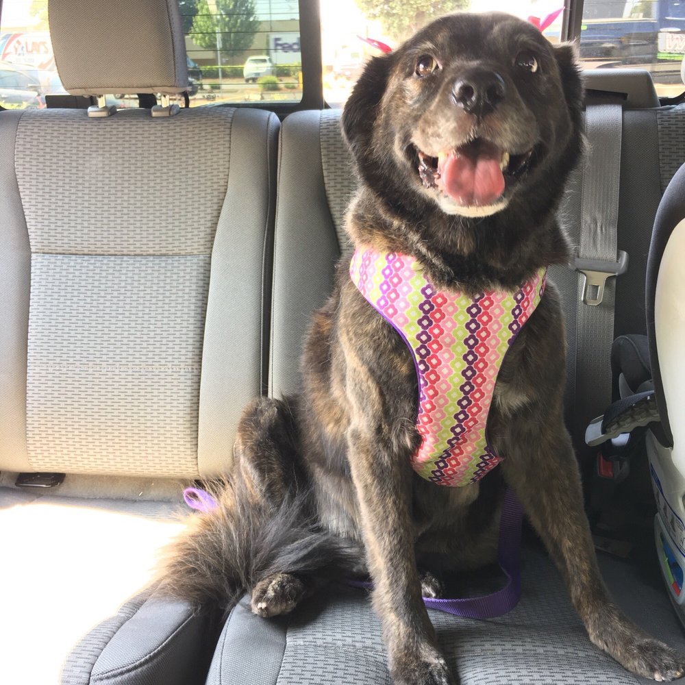 Mudpuppies Grooming - Pet Groomers Near Me - Oak Grove, Oregon