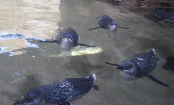 SEA LIFE Sydney Aquarium by null