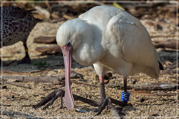 Parc zoologique de Paris by null