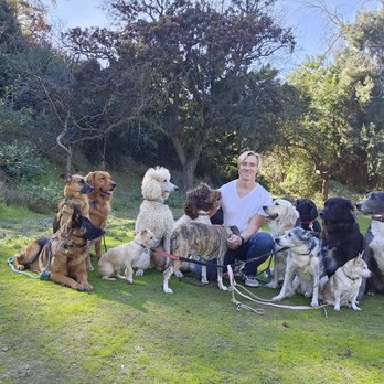 Andy's Paws and Trails - Dog Walkers Near Me - South Pasadena, California Andy's Paws and Trails - Dog Walkers Near Me - South Pasadena, California