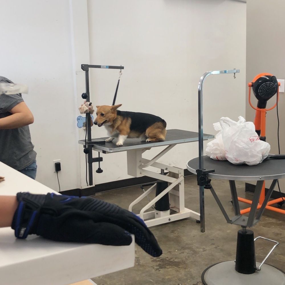 Pooch Pride Grooming - He was scared at first but left looking very happy. It was his first time getting groomed! - Pet Groomers Near Me - Torrance, California