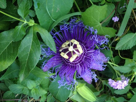 Giardini la Mortella by null