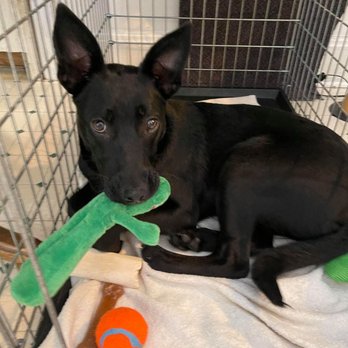 BluePearl Pet Hospital - Veterinarians Near Me - Levittown, Pennsylvania BluePearl Pet Hospital - Veterinarians Near Me - Levittown, Pennsylvania